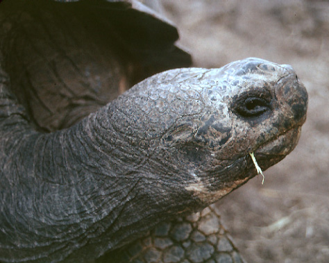 tortoise with blade of grass