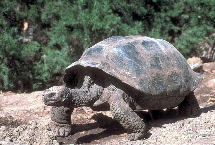 tortoisg.jpg